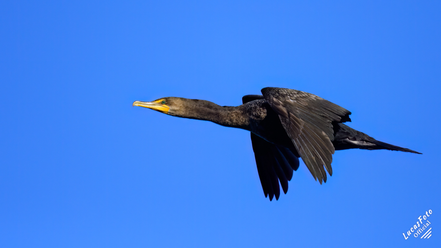 Double-crested Cormorant