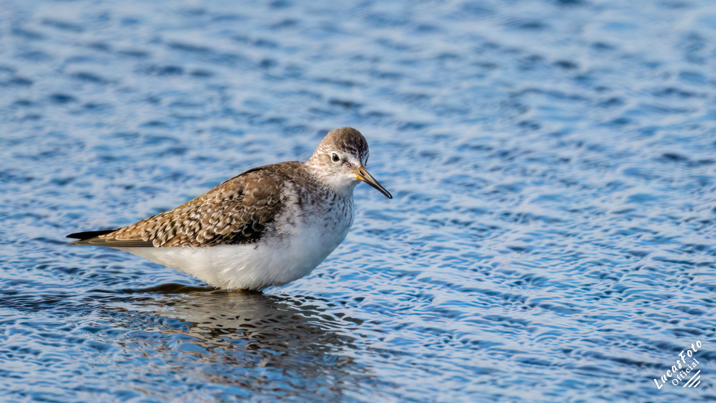 Lesser Yellowlegs