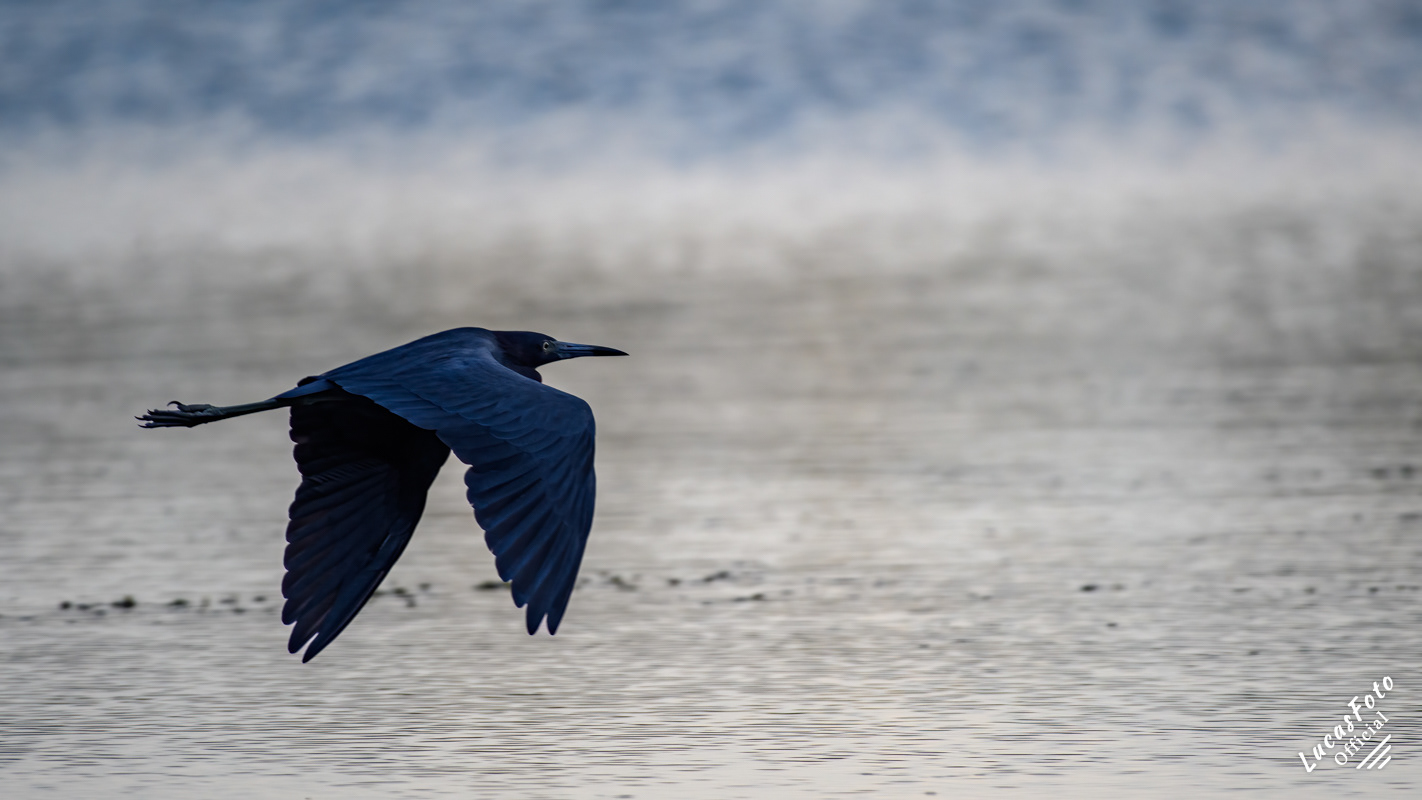 Little Blue Heron