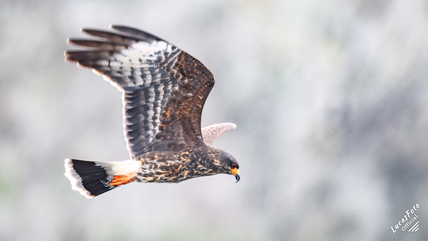 Snail Kite