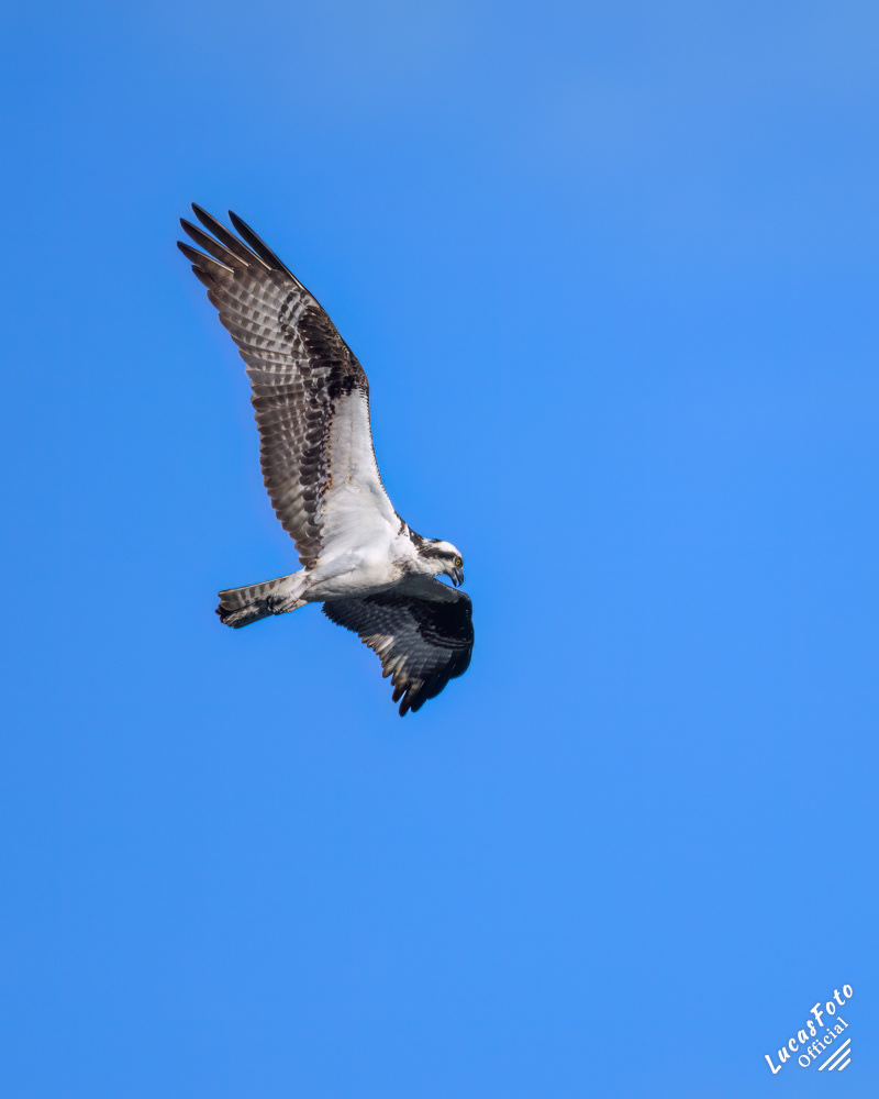 Osprey