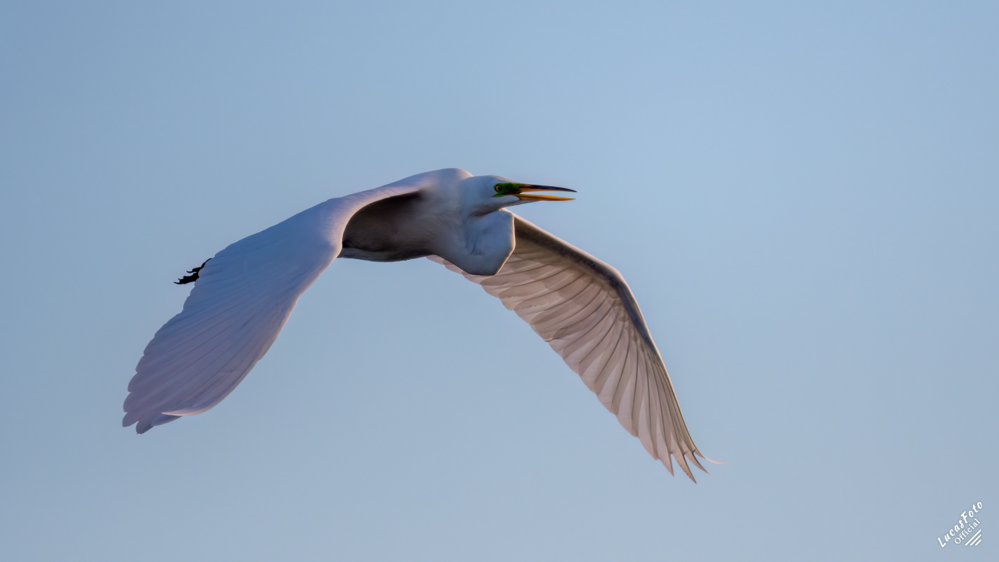 Great Egret