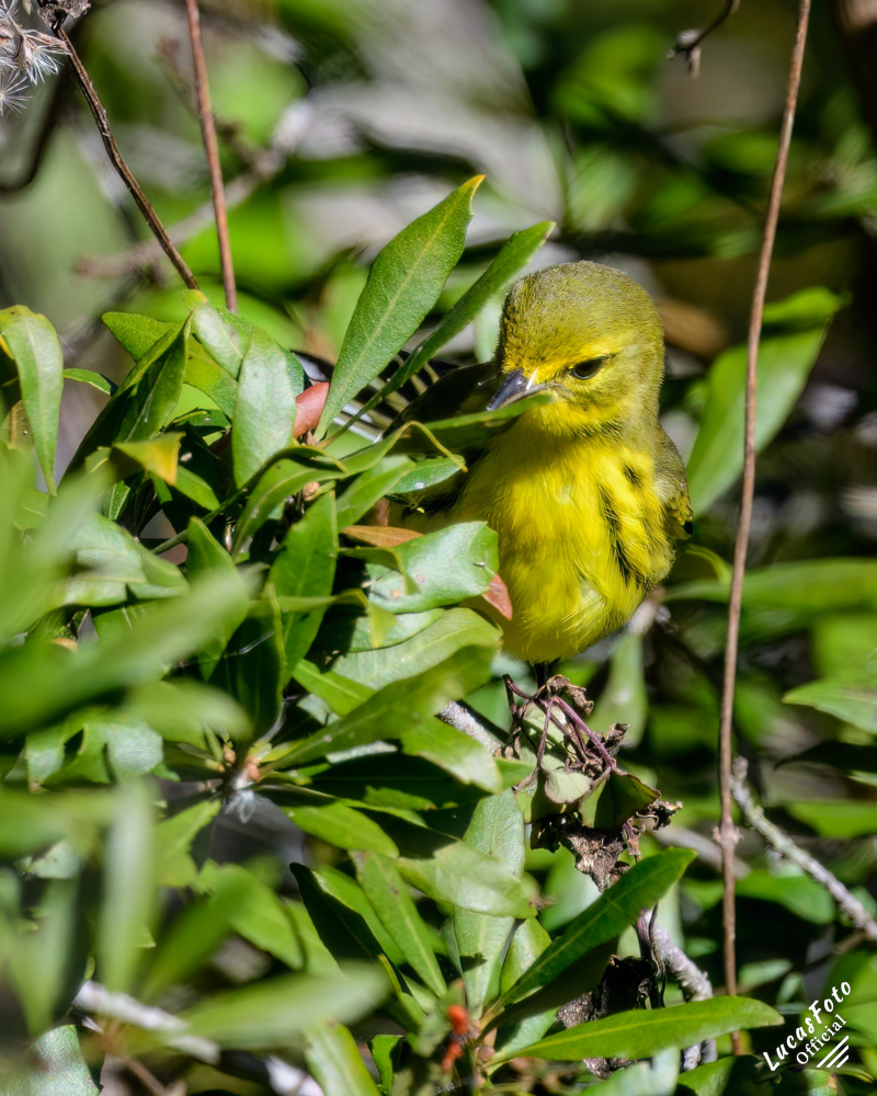 Prairie Warbler