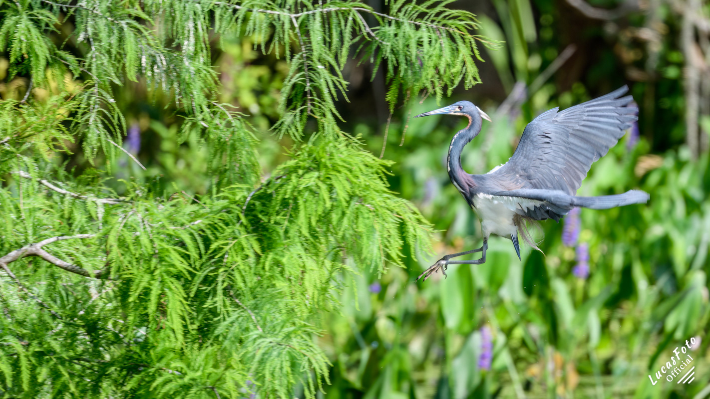 Tricolored Heron