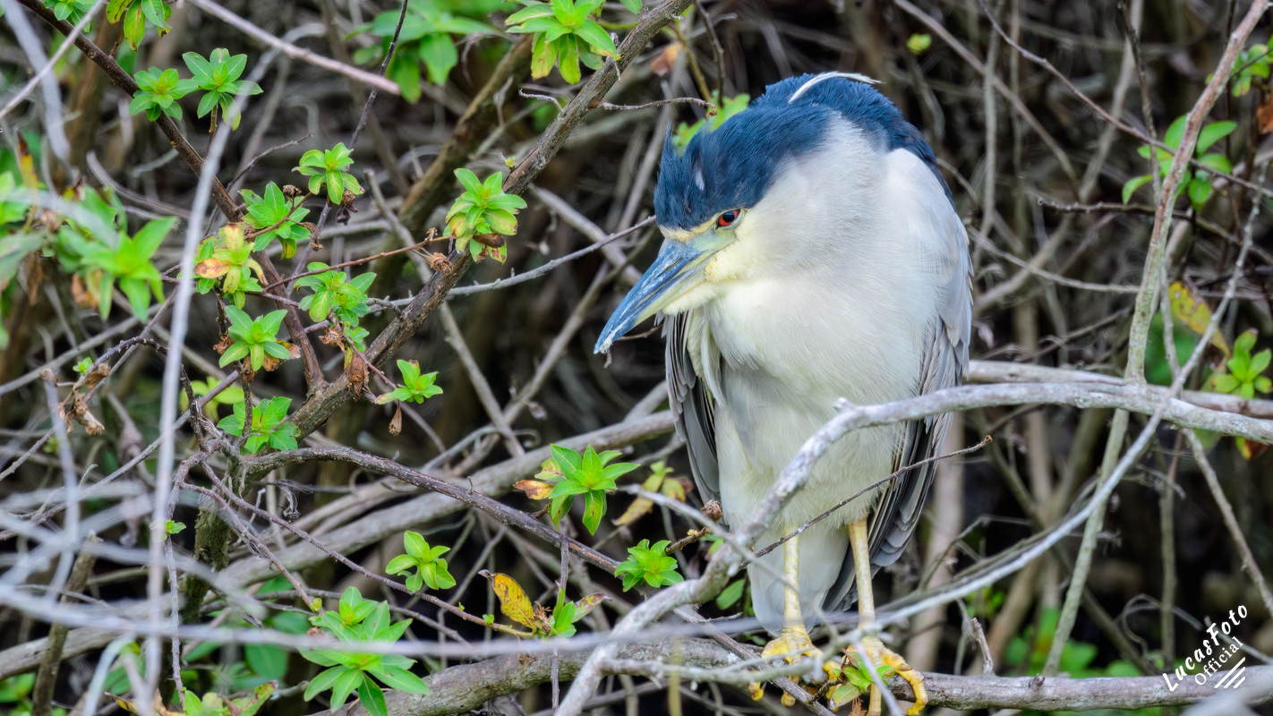 Black-crowned Night Heron