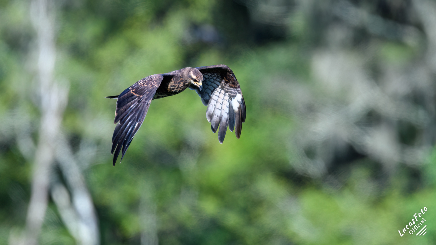 Snail Kite