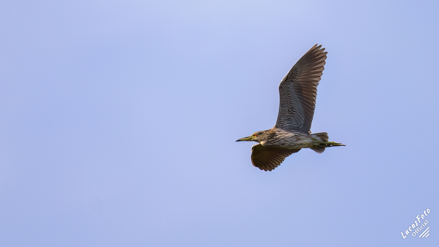 Black-crowned Night Heron