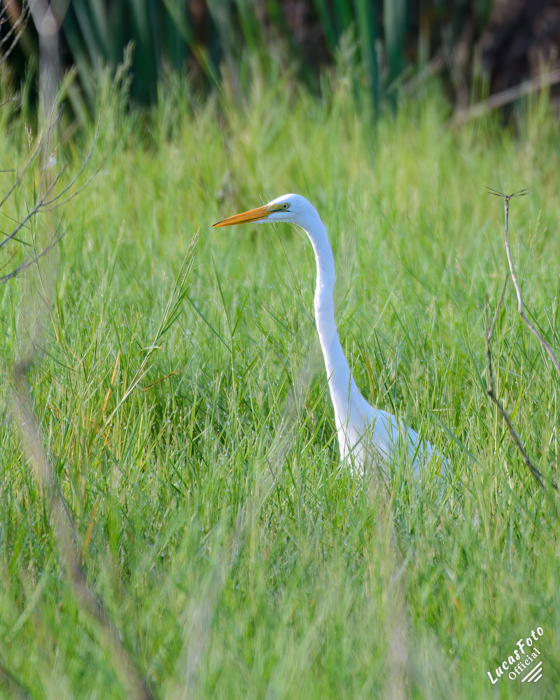 Great Egret