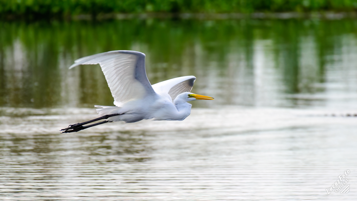Great Egret
