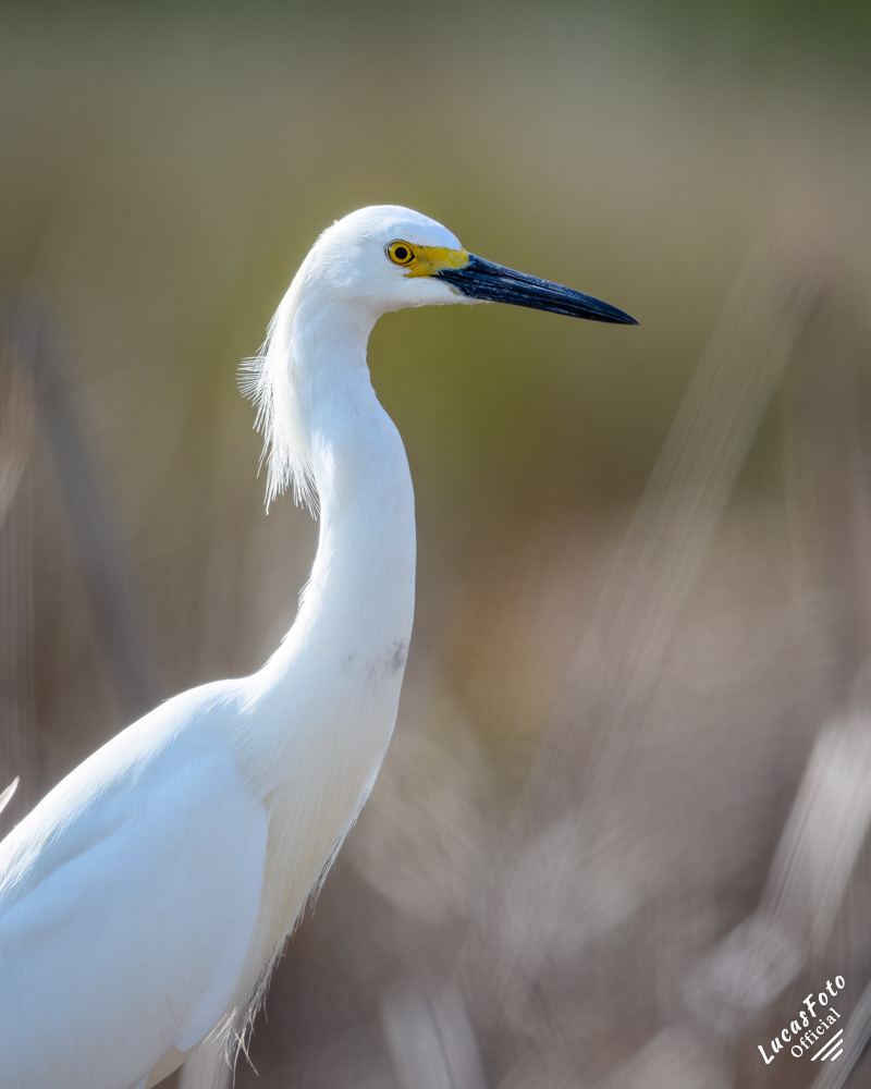 Snowy Egret
