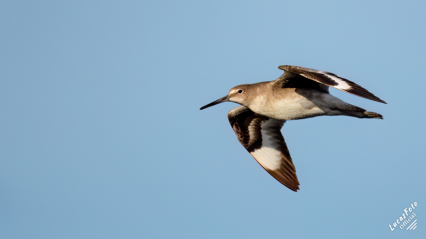 Willet