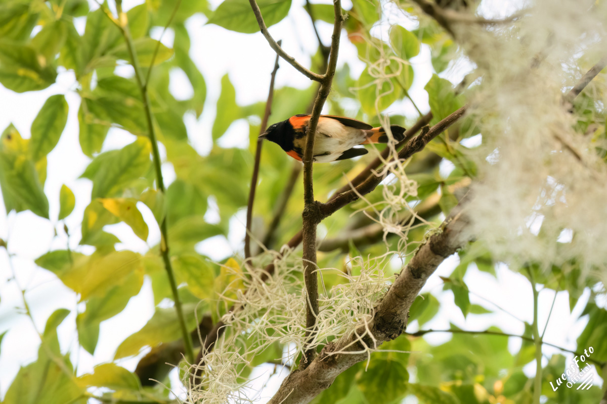American Redstart
