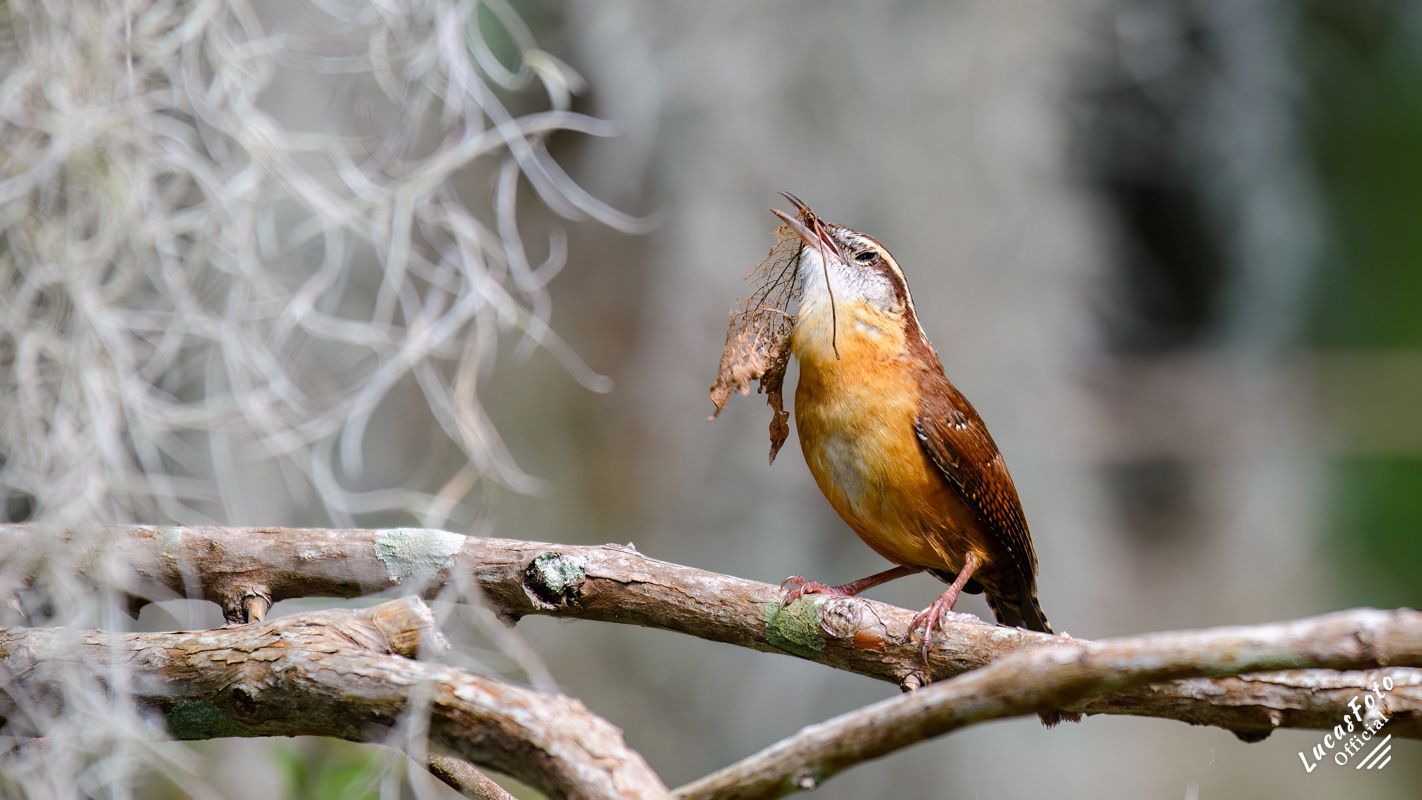 Carolina Wren