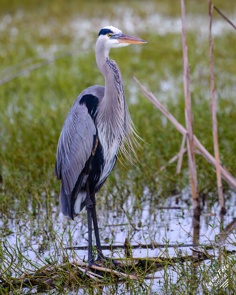 Great Blue Heron