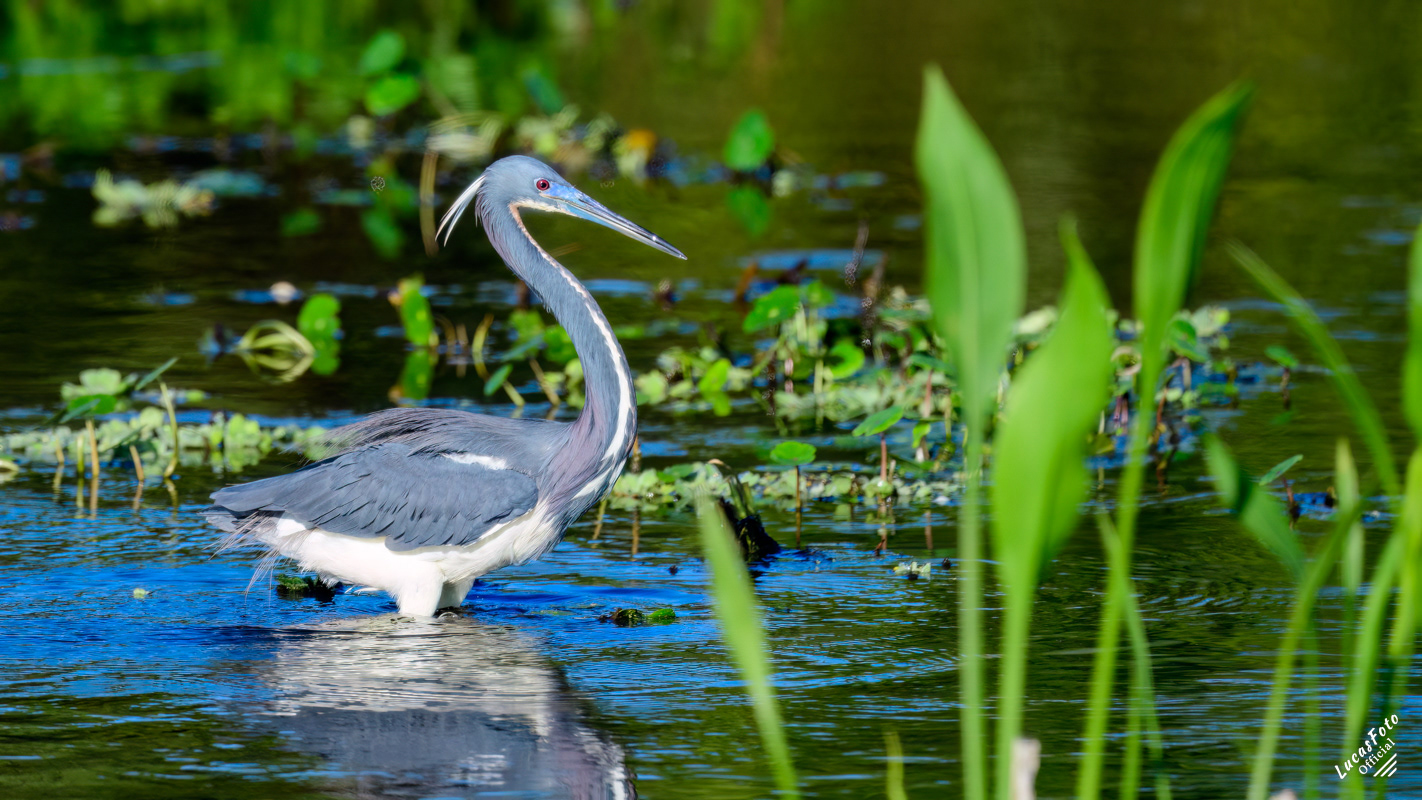 Tricolored Heron