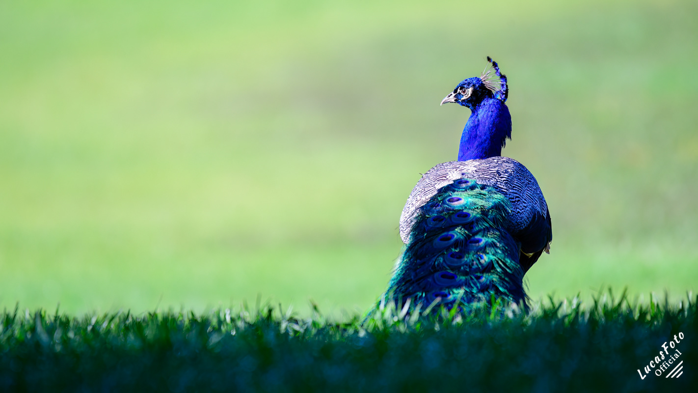 Indian Peafowl