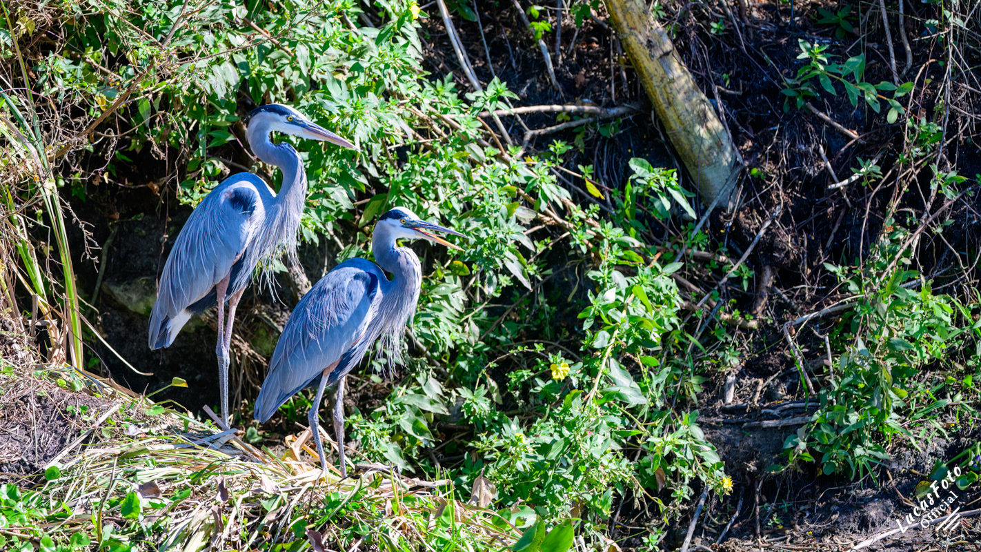 Great Blue Heron