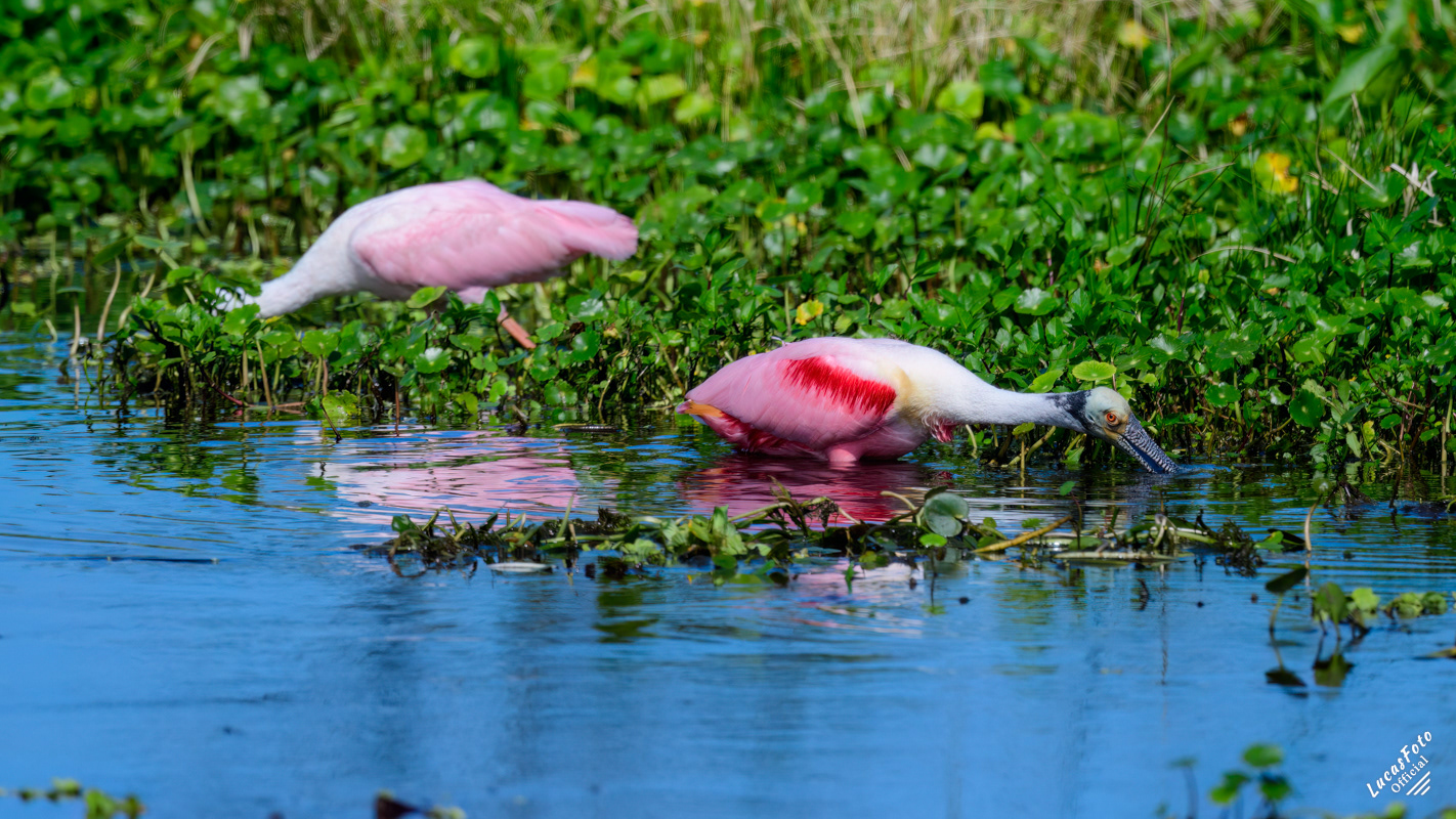Roseate Spoonbill
