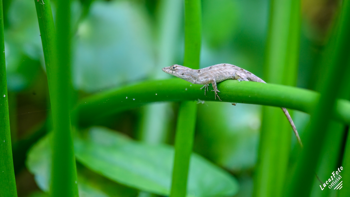 Brown Anole