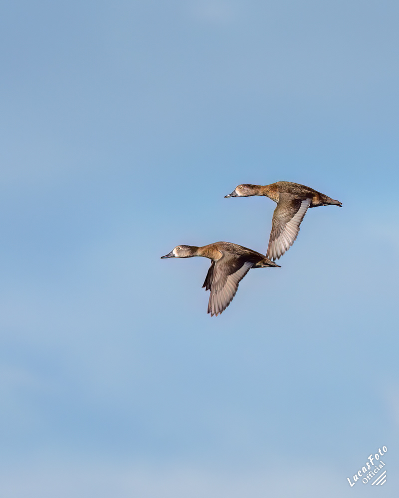Ring-necked Duck