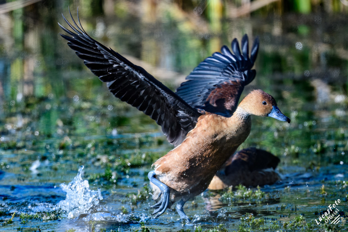 Fulvous Whistling-Duck