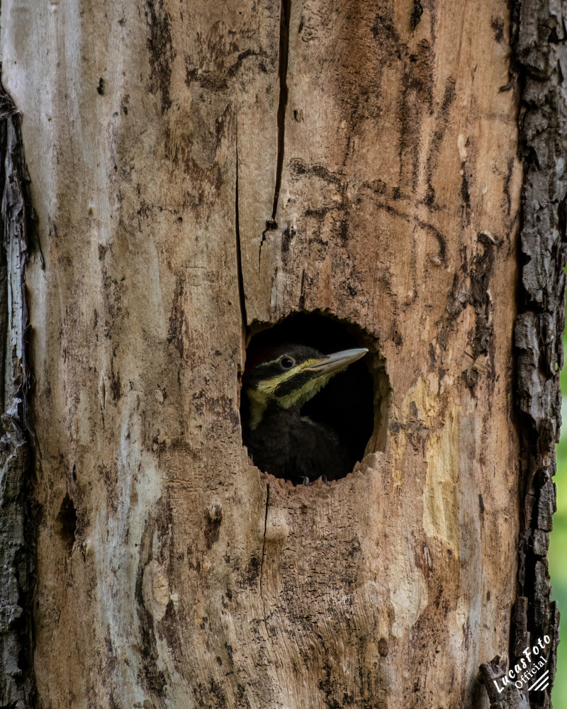 Pileated Woodpecker