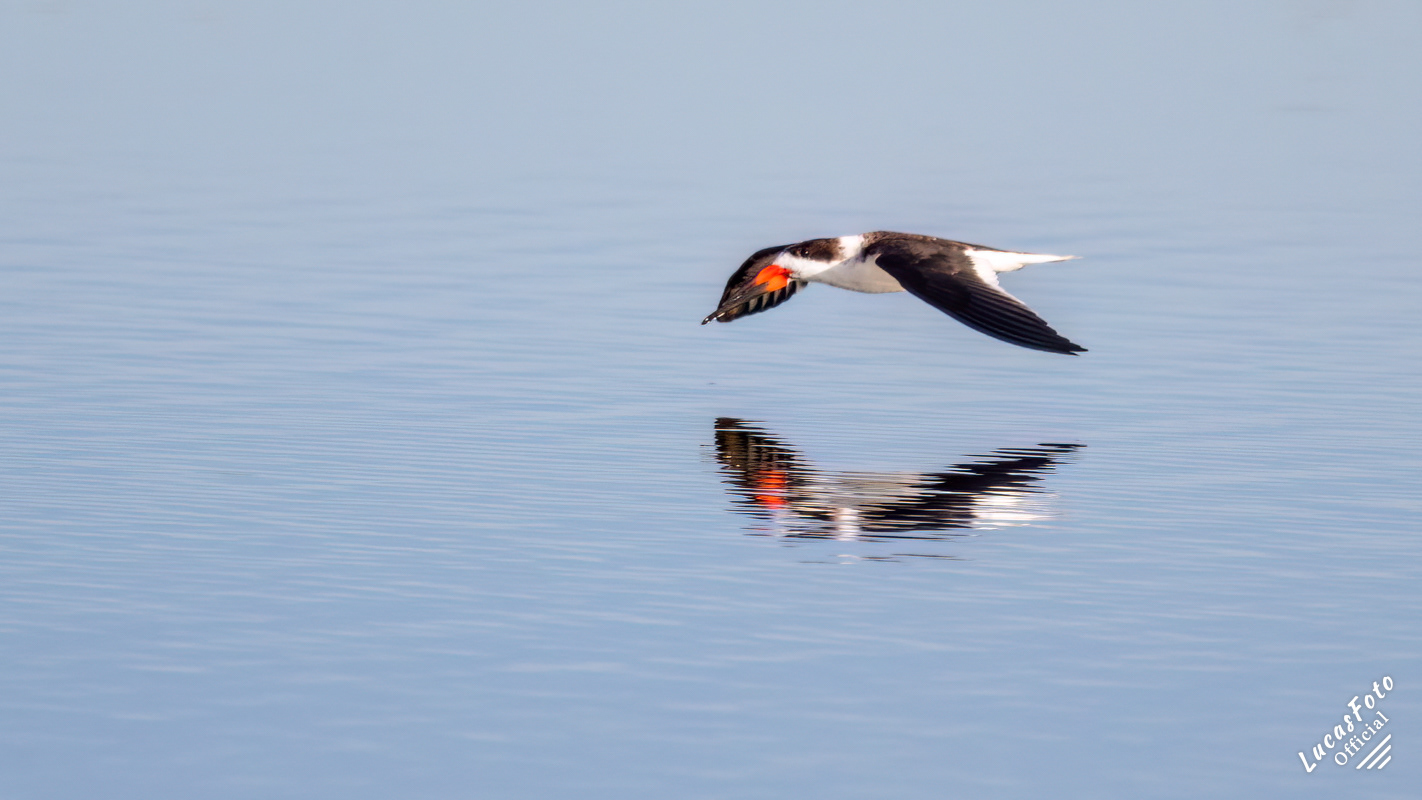 Black Skimmer