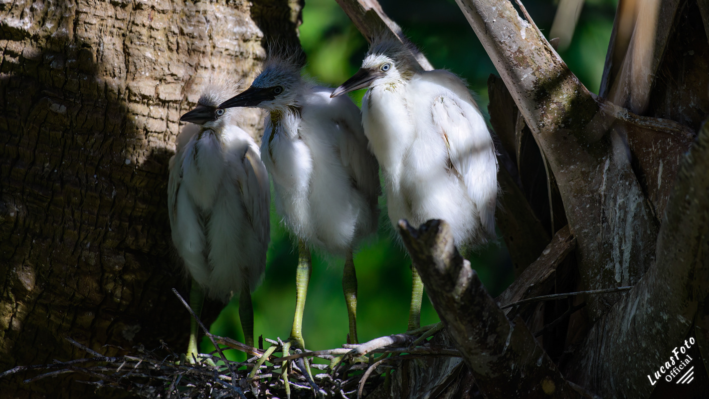 Snowy Egret