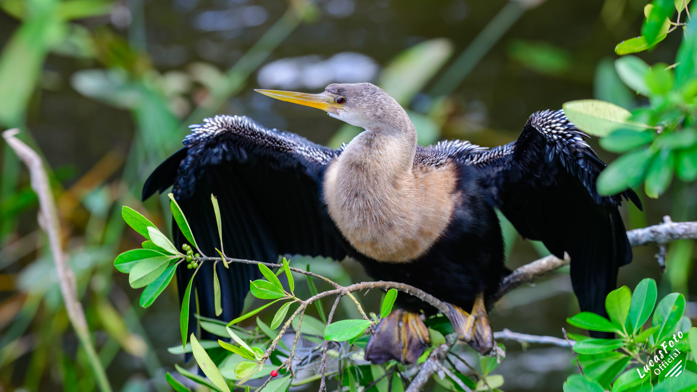 Anhinga
