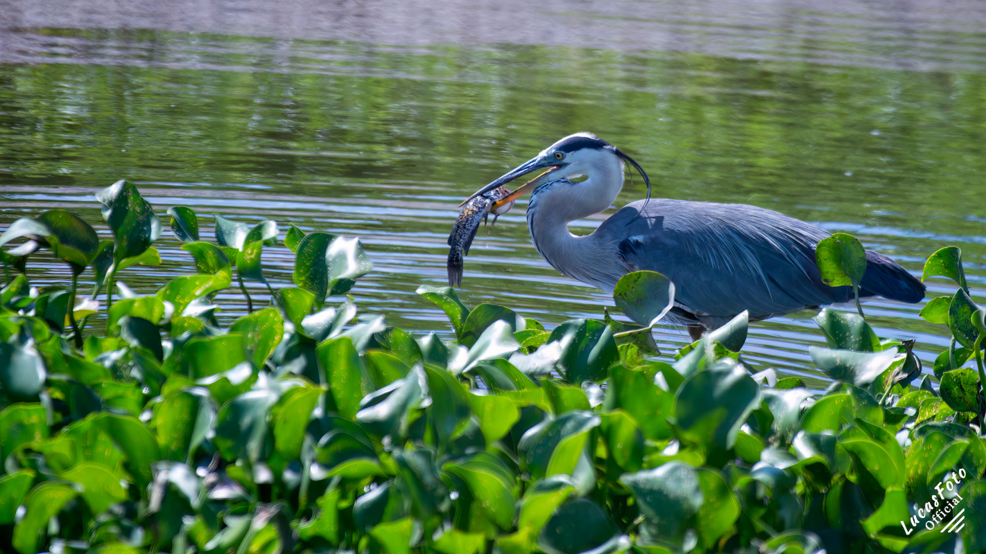 Great Blue Heron