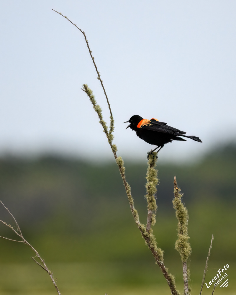 Red-winged Blackbird