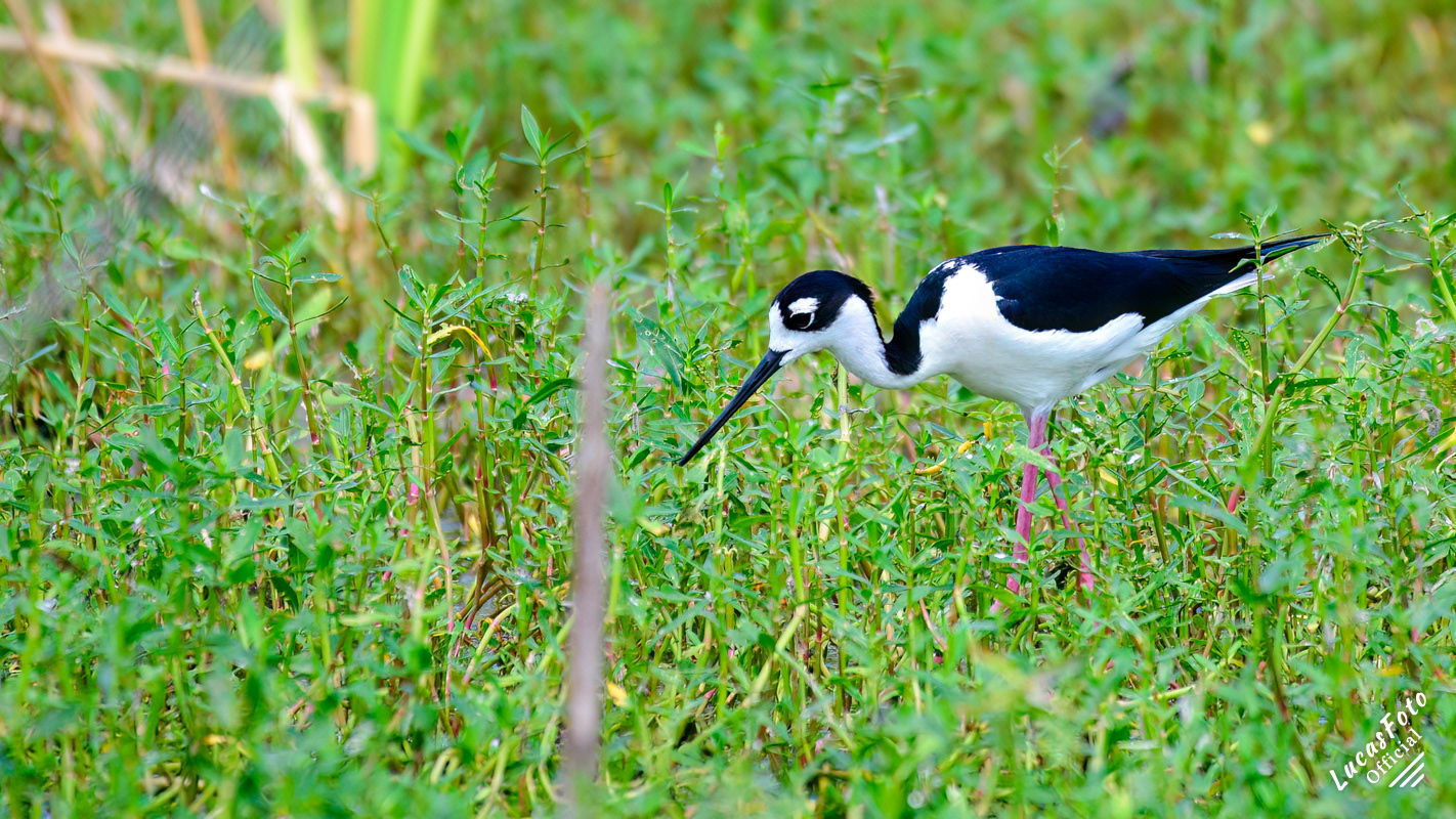 Black-necked Stilt