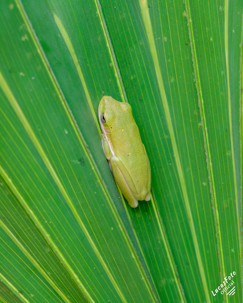 Green Tree Frog