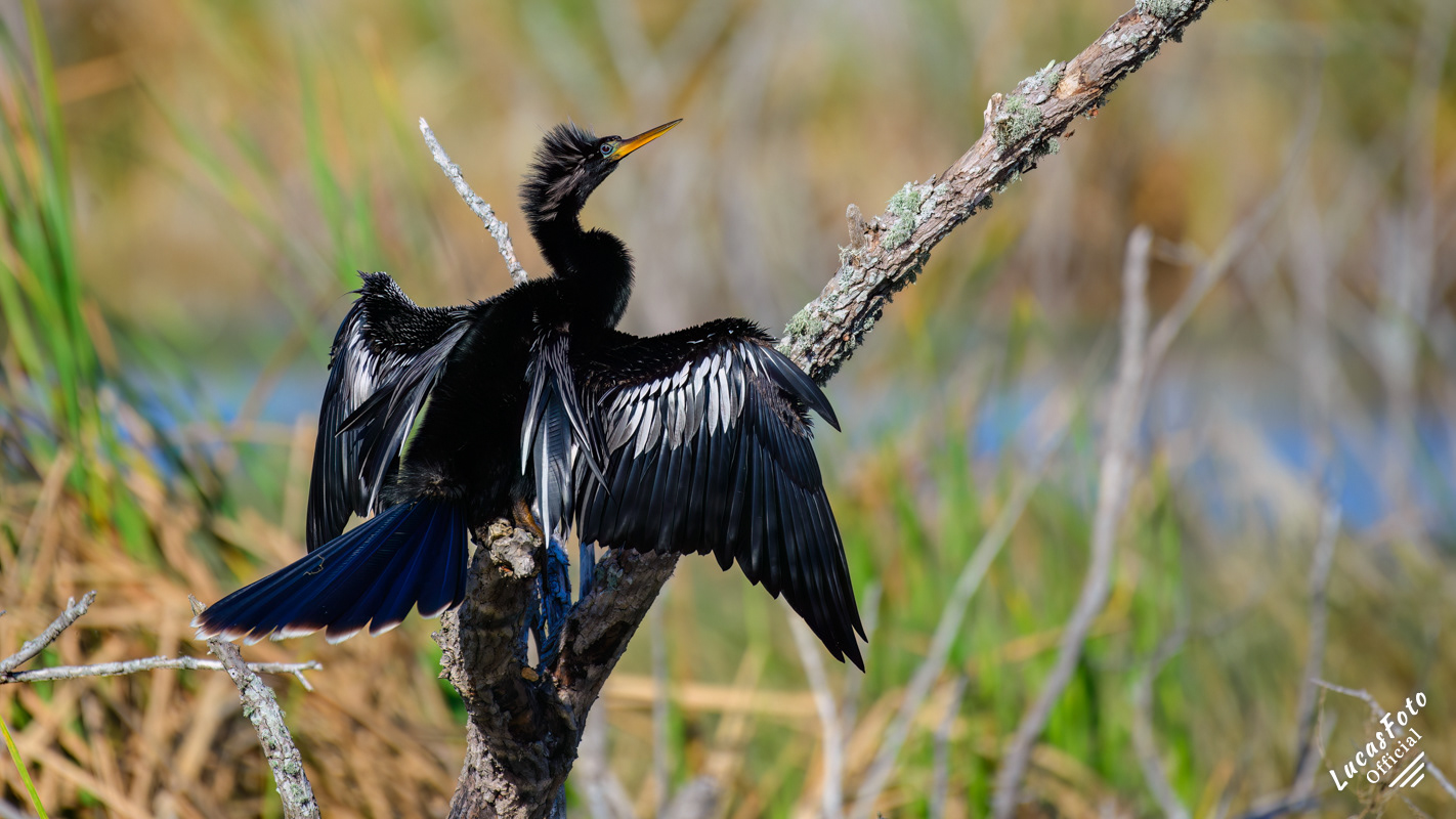Anhinga