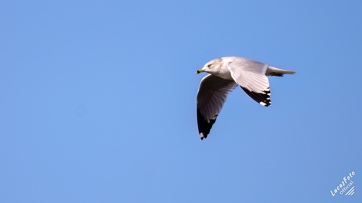 Ring-billed Gull