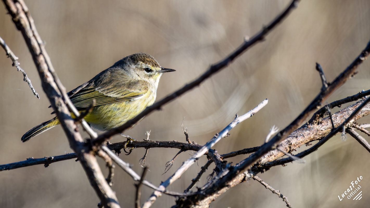 Palm Warbler