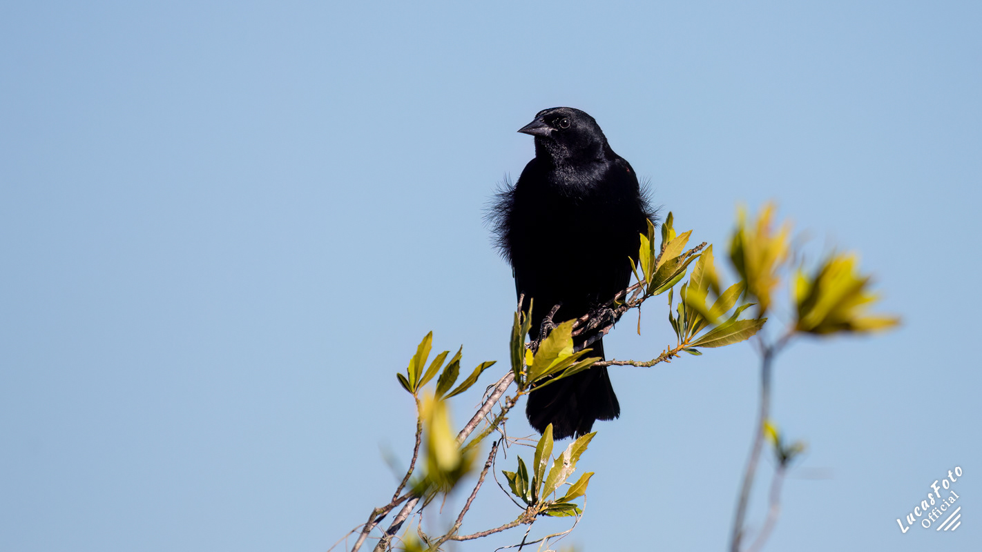 Red-winged Blackbird