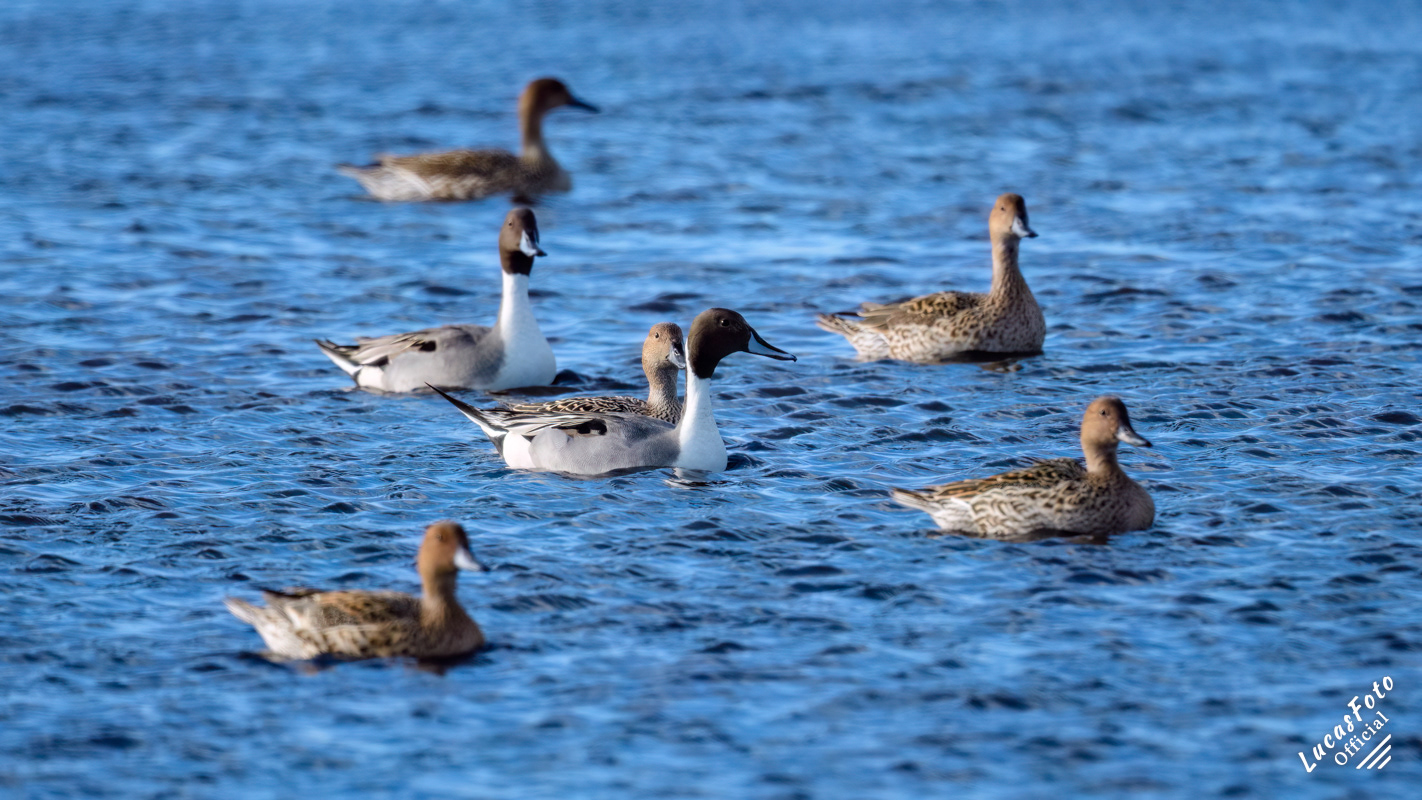 Northern Pintail