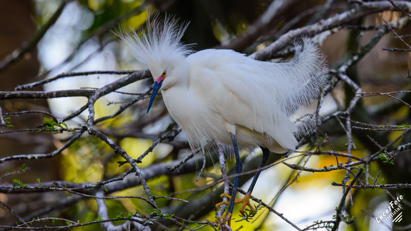 Snowy Egret