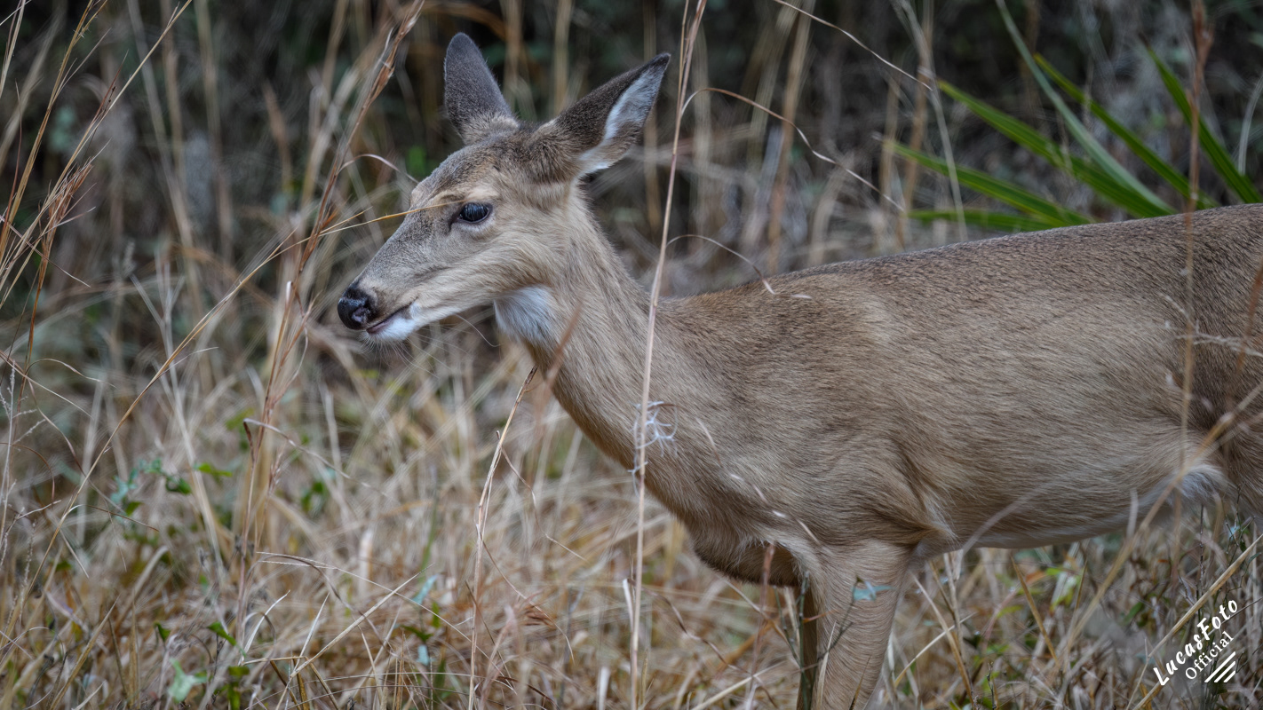 Whitetail