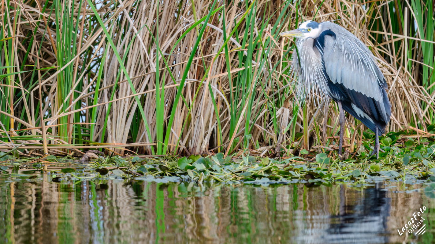 Great Blue Heron