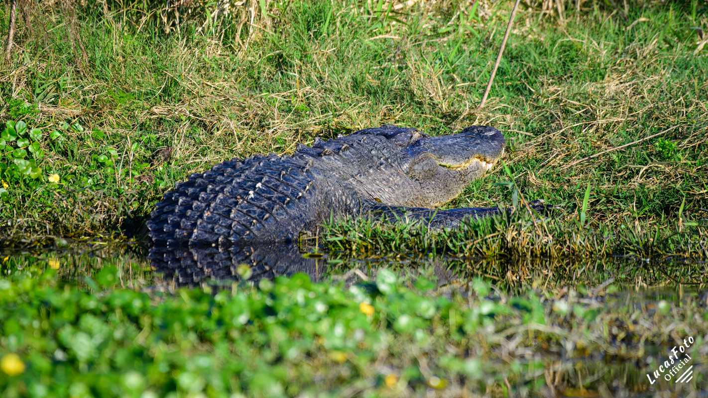 Alligator