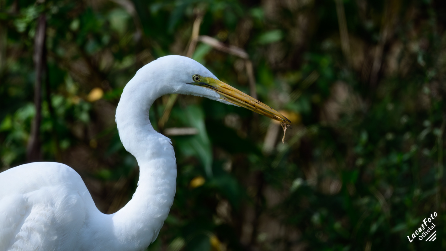 Great Egret