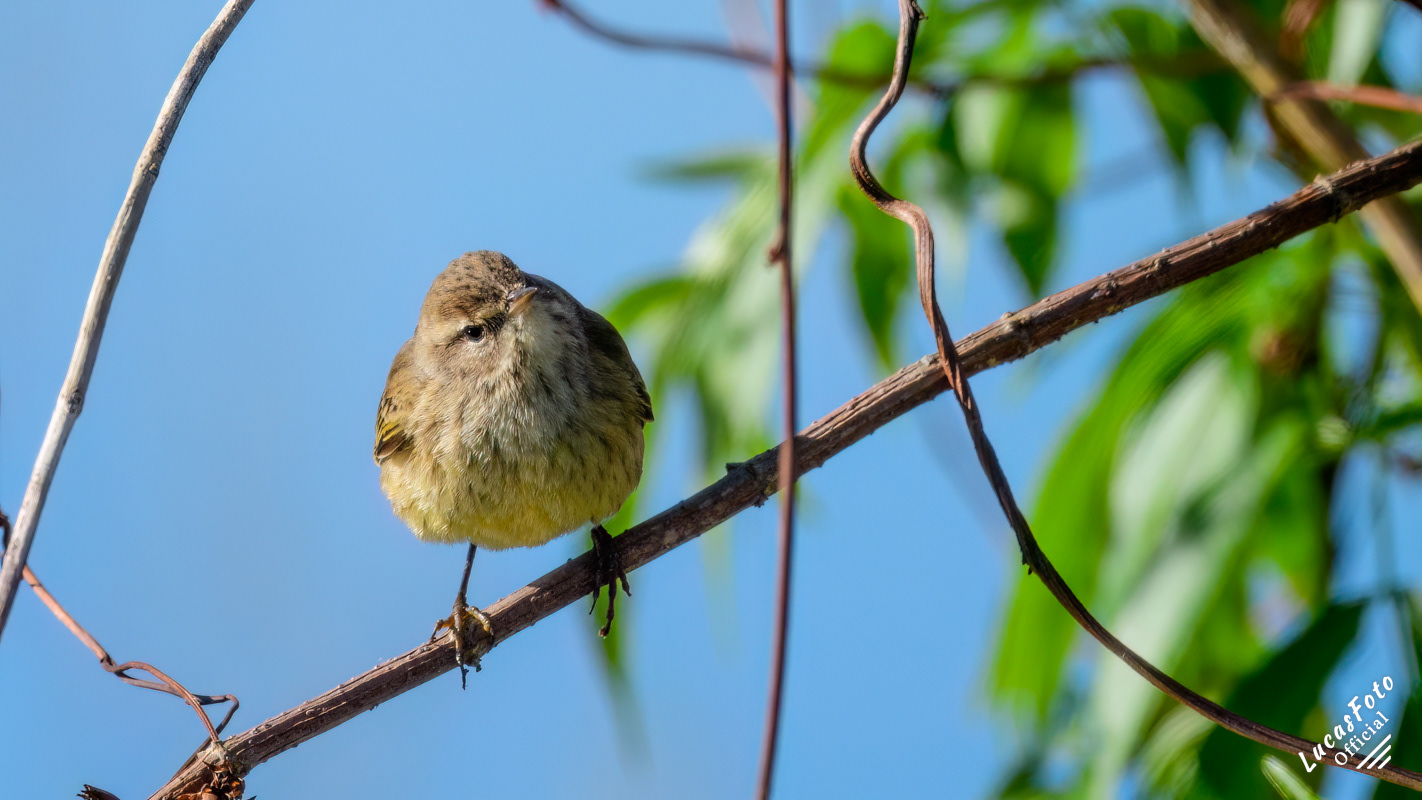 Palm Warbler