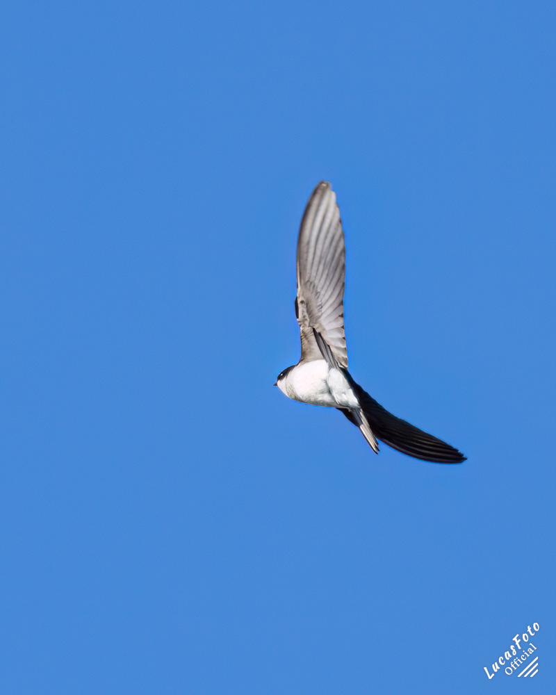 Tree Swallow