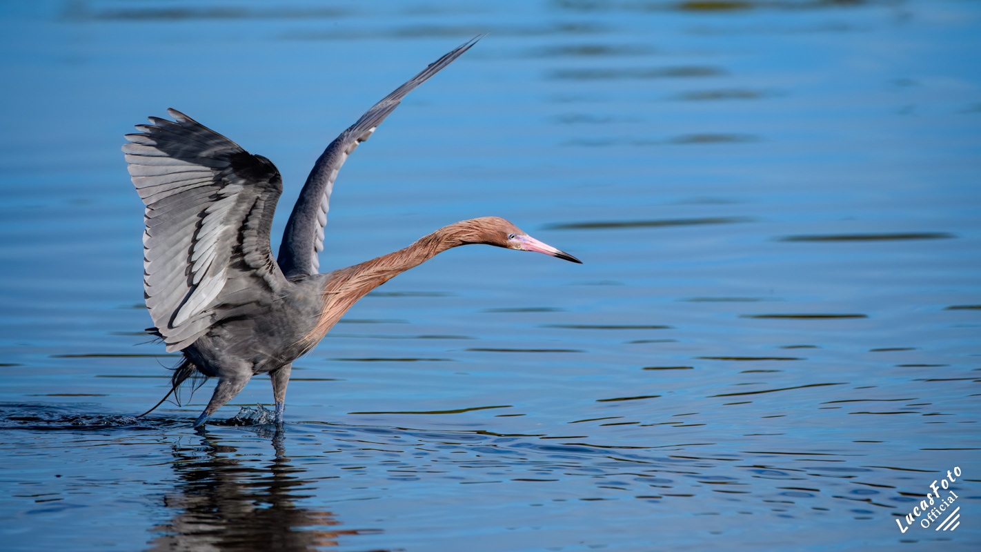 Reddish Egret