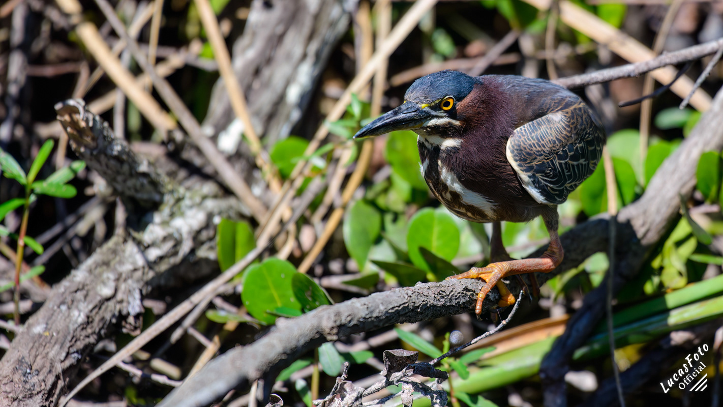 Green Heron
