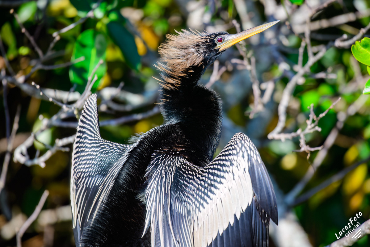 Anhinga