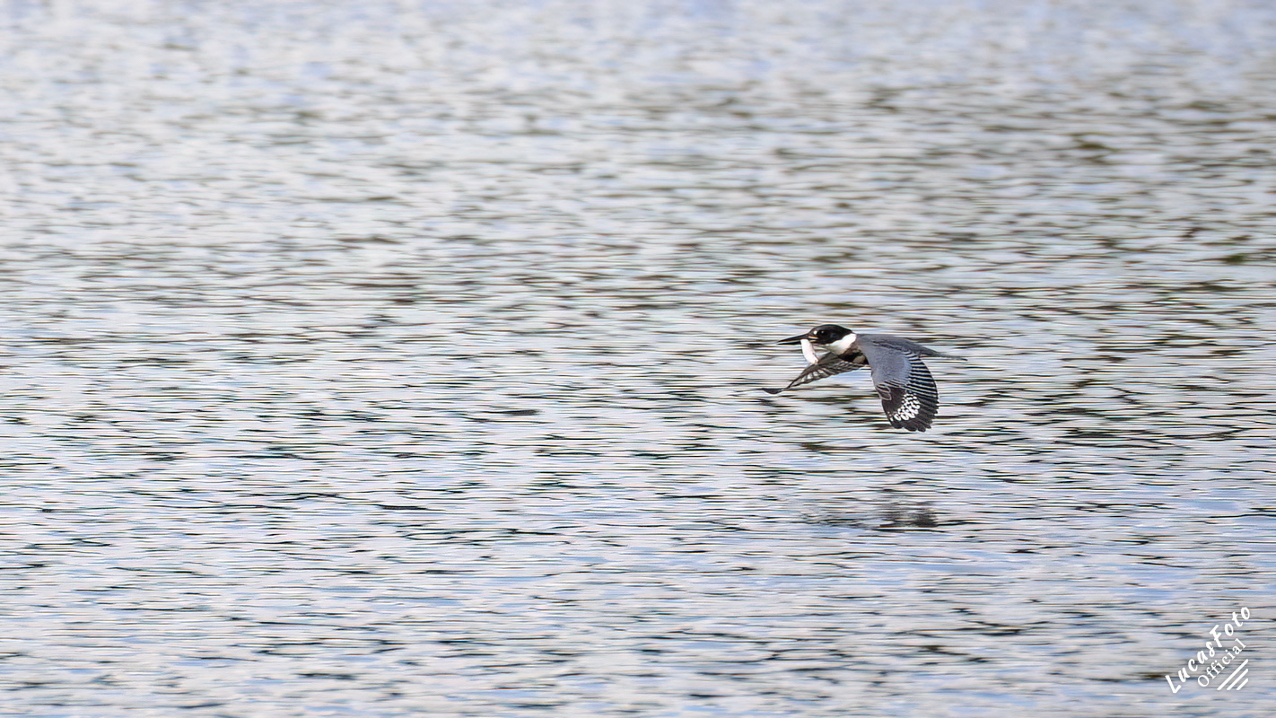 Belted Kingfisher