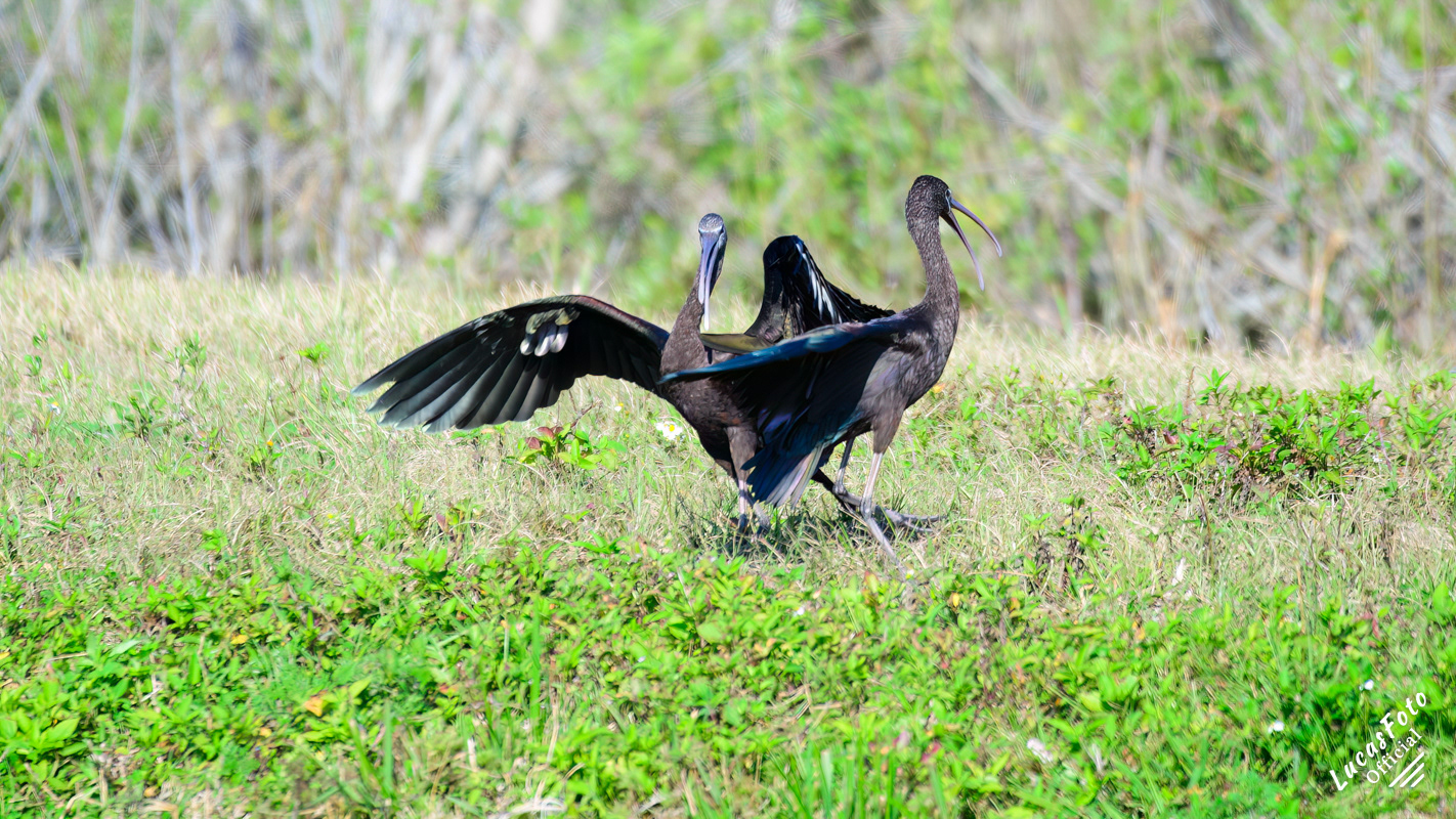 Glossy Ibis